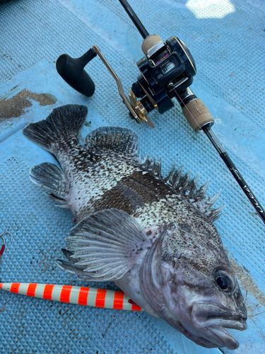 マゾイの釣果