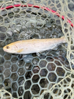 ヤマメの釣果