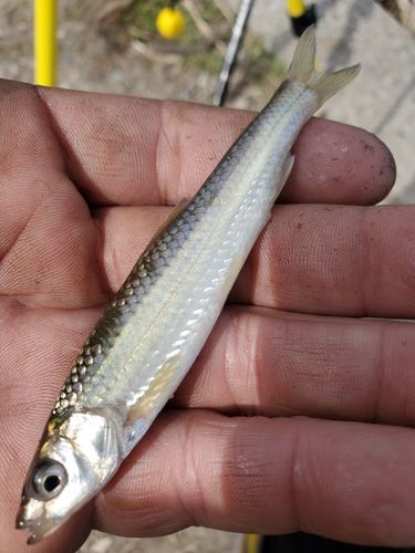 ホンモロコの釣果