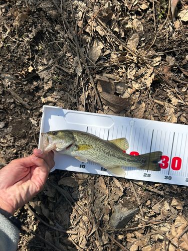 ラージマウスバス