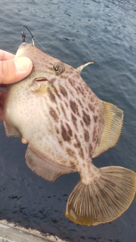 カワハギの釣果