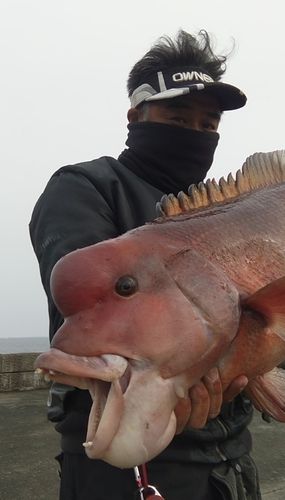コブダイの釣果
