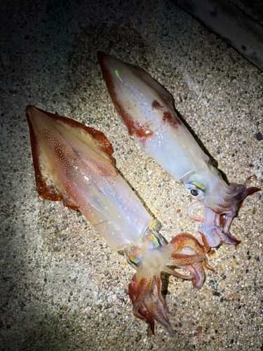 イカの釣果