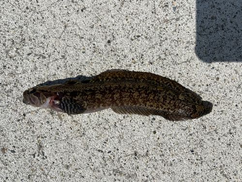 ムスジガジの釣果