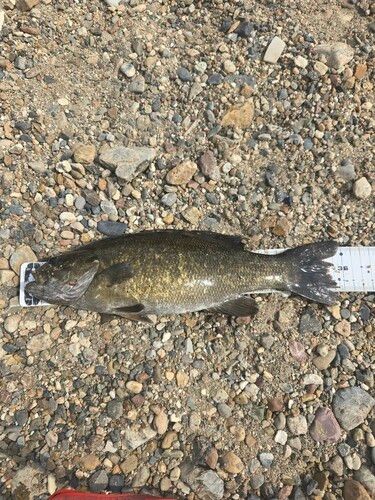 スモールマウスバスの釣果