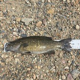 スモールマウスバス