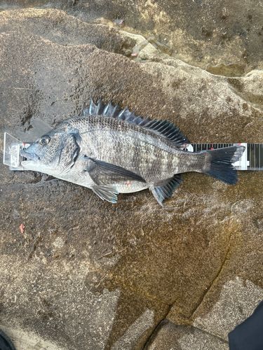 チヌの釣果