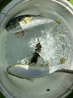 シロサバフグの釣果