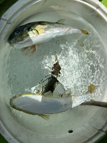 シロサバフグの釣果