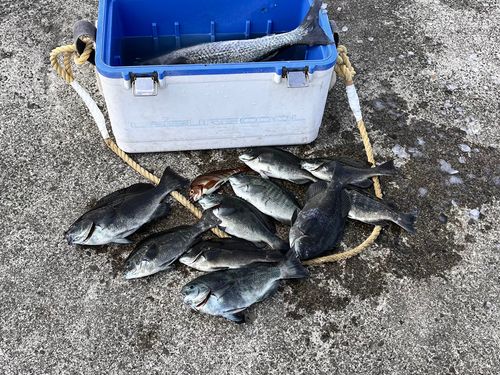 メジナの釣果