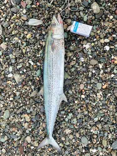 サワラの釣果