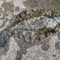 クロガシラガレイ