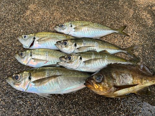 アジの釣果