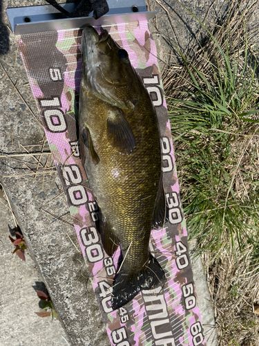 スモールマウスバスの釣果