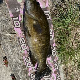 スモールマウスバス