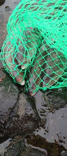 ホッケの釣果