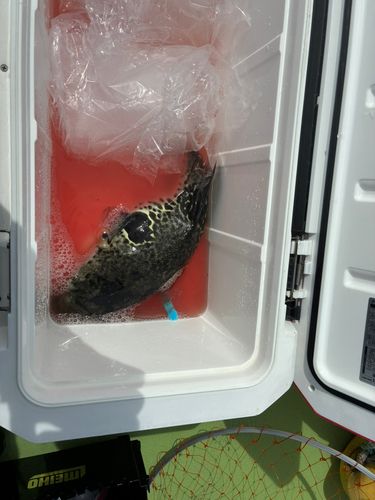 トラフグの釣果