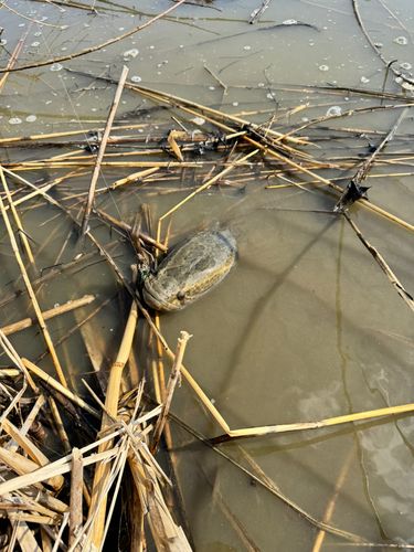 ライギョの釣果