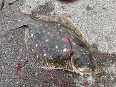 イシガレイの釣果