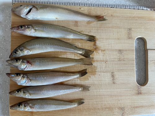 キスの釣果