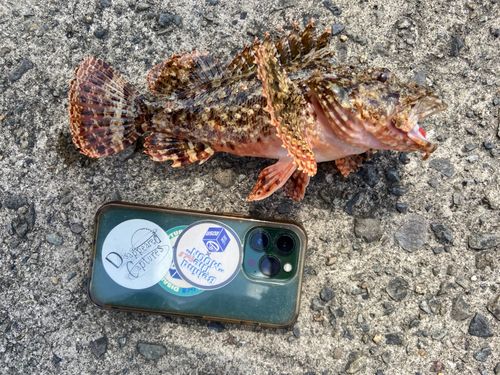 カサゴの釣果