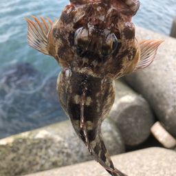 カサゴ