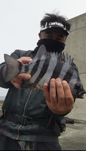 サンバソウの釣果