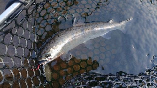 ヤマメの釣果