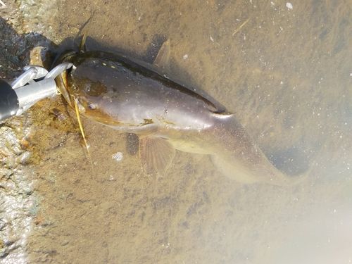 マナマズの釣果