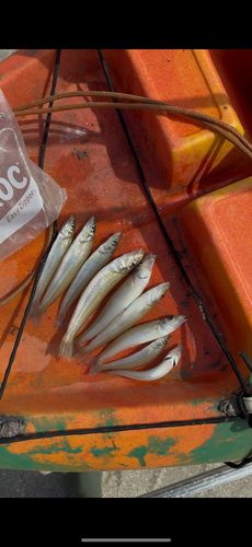 シロギスの釣果
