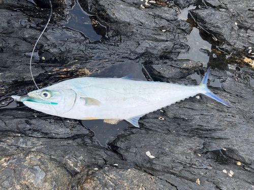 ミナミイケカツオの釣果