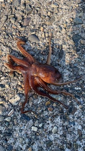 タコの釣果