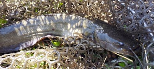 ナマズの釣果