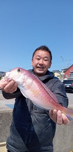 アマダイの釣果