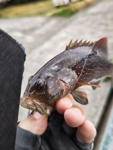 スジアラの釣果