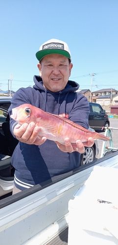 アマダイの釣果