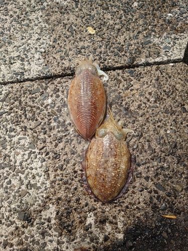 コウイカの釣果
