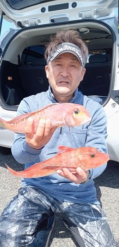 アマダイの釣果