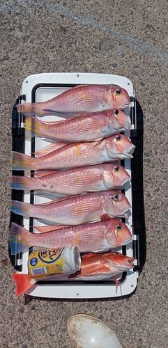 アマダイの釣果