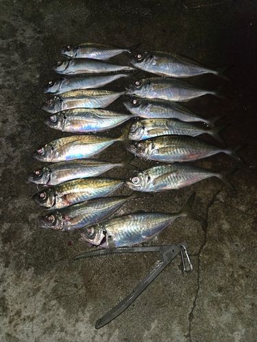 アジの釣果
