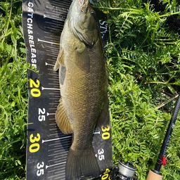 スモールマウスバス