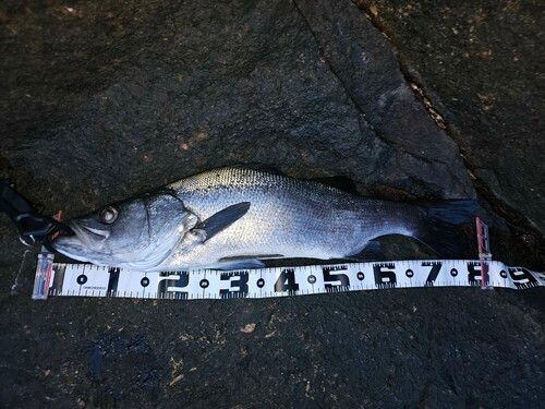 ヒラスズキの釣果