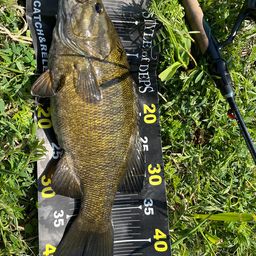 スモールマウスバス