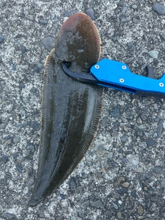 シタビラメの釣果