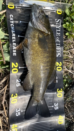 スモールマウスバスの釣果