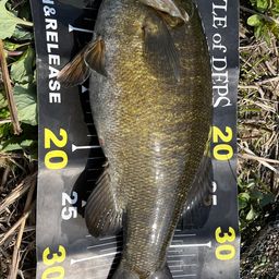 スモールマウスバス