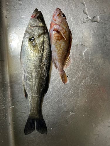 セイゴ（タイリクスズキ）