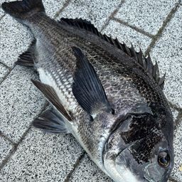 クロダイ