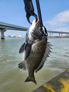 チヌの釣果