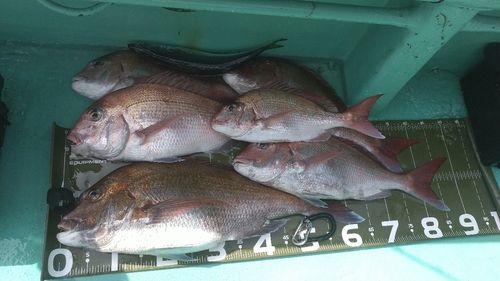 マダイの釣果